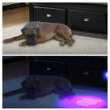 Decorative Beast Pet UV LED Flashlight Torches